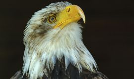 Tiere, Vögel - Greifvögel Weißkopfseeadler_Haliaeetus leucocephalus_Bald Eagle 01.JPG