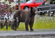 08 Braunbären in Alaska 08B.JPG