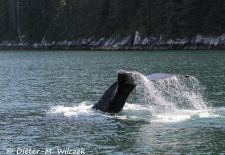 Alaskas Tierwelt - Artenvielfalt im hohen Norden - Abtauchender Buckelwal.JPG