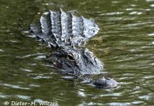 Alligatoren in Florida - Missisippi Alligator, US 41 Tamiami Trail South 2.JPG