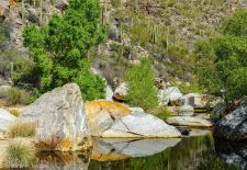 Sabino Canyon, Tucson