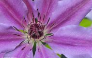 Gärten & Parks - Staudenpflanzen Clematis 06.JPG