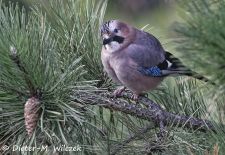Heimische Gartenvögel - Eichelhäher.JPG
