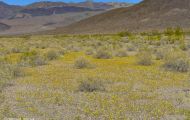 Kaliofornien, Desert - Death Valley National Park 02.JPG