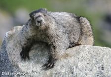 Murmeltiere in Nordamerika - Eisgraues Murmeltier, Dawson City, Yukon, Kanada.JPG