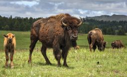Tatonka - Der nordamerikanische Bison - Bisonherde mit Kalb im Custer State Park.JPG