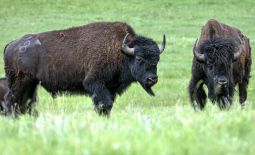 Tatonka - Der nordamerikanische Bison - Bisons im Custer State Park.JPG