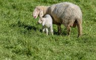 Tiere, Säugetiere - Huftiere  Hausschaf_Ovis orientalis aries_Domestic Sheep 08.JPG