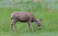 Tiere, Säugetiere - Huftiere  Maultierhirsch_Odocoileus hemionus_Mule Deer 04.JPG