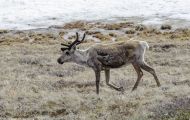 Tiere, Säugetiere - Huftiere  Rentier_Rangifer tarandus_Caribou 01.JPG