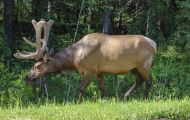 Tiere, Säugetiere - Huftiere  Rothirsch_Cervus elaphus_Elk 04.JPG