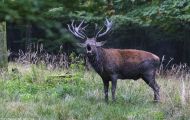 Tiere, Säugetiere - Huftiere  Rothirsch_Cervus elaphus_Elk 10.JPG