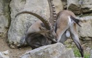 Tiere, Säugetiere - Huftiere  Steinbock_Capra ibex_Wild Goat 03.JPG