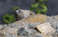 Tiere, Säugetiere - Nagetiere  Eisgraues Murmeltier_Marmota caligata_Hoary Marmot 02.JPG