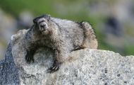 Tiere, Säugetiere - Nagetiere  Eisgraues Murmeltier_Marmota caligata_Hoary Marmot 03.JPG