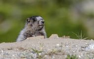 Tiere, Säugetiere - Nagetiere  Eisgraues Murmeltier_Marmota caligata_Hoary Marmot 04.JPG