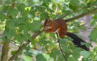 Tiere, Säugetiere - Nagetiere  Europäisches Eichhörnchen_Sciurus vulgaris_Eurasian Red Squirrel 09.JPG