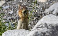Tiere, Säugetiere - Nagetiere  Goldmantel-Ziesel_Spermophilus lateralis_Golden-mantled Ground Squirrel 03.JPG