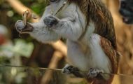 Tiere, Säugetiere - Primaten  Listaffe_Saguinus oedipus_Cottontop Tamarin 04.JPG