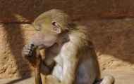 Tiere, Säugetiere - Primaten  Pavian_Papio_Baboon 04.JPG