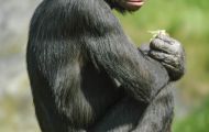 Tiere, Säugetiere - Primaten  Schimpanse_Pan troglodytes_Common Chimpanzee 01.JPG