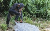 Tiere, Säugetiere - Primaten  Schimpanse_Pan troglodytes_Common Chimpanzee 08.JPG