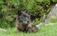 Tiere, Säugetiere - Raubtiere  Amerikanischer Grauwolf_Canis lupus lycaon_Timberwolf 03.JPG