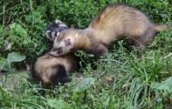 Tiere, Säugetiere - Raubtiere  Frettchen_Mustela putorius furo_Ferret 01.JPG