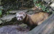 Tiere, Säugetiere - Raubtiere  Frettchen_Mustela putorius furo_Ferret 04.JPG