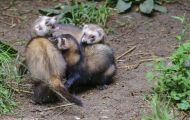 Tiere, Säugetiere - Raubtiere  Frettchen_Mustela putorius furo_Ferret 05.JPG