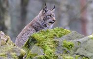 Tiere, Säugetiere - Raubtiere  Luchs_Lynx lynx_Lynx 05.JPG
