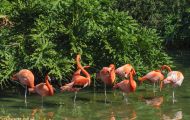 Tiere, Vögel - Flamingos  Orangenflamingo_aurantiaco phoenicopteris_Orange Flamingos 06.JPG