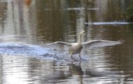 Tiere, Vögel - Gänsevögel  Höckerschwan_Cygnus olor_Mute Swan 05.JPG