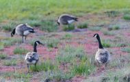 Tiere, Vögel - Gänsevögel  Kanadagans_Branta canadensis_Canada Goose 13.JPG