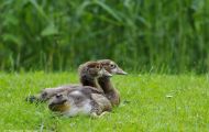 Tiere, Vögel - Gänsevögel  Nilgans_Alopochen aegyptiacus_Egyptian Goose 05.JPG