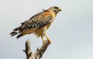 Tiere, Vögel - Greifvögel Rotschulterbussard_Buteo lineatus_Red-Shouldered Hawk 04.JPG