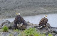 Tiere, Vögel - Greifvögel Weißkopfseeadler_Haliaeetus leucocephalus_Bald Eagle 07.JPG