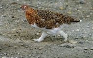 Tiere, Vögel - Hühnervögel  Alpenschneehuhn 03.JPG