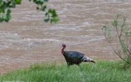 Tiere, Vögel - Hühnervögel Truthuhn_Meleagris gallopavo_Wild Turkey 06.JPG