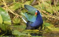 Tiere, Vögel - Kranichvögel  Zwergsultanshuhn_Porphyrio martinica_Purple Gallinule 04.JPG