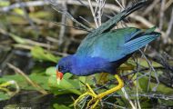 Tiere, Vögel - Kranichvögel  Zwergsultanshuhn_Porphyrio martinica_Purple Gallinule 05.JPG