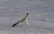 Tiere, Vögel - Kuckucksvögel - Wegekuckuck_Geococcyx californianus_Greater Roadrunner 01.JPG