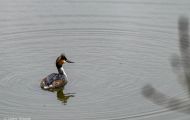 Tiere, Vögel - Lappentaucher  Haubentaucher_Podiceps cristatus_Great Crested Grebe 04.JPG