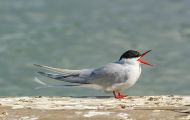 Tiere, Vögel - Regenpfeiferartige Vögel  Flussseeschwalbe_Sterna hirundo_Common Tern 02.JPG