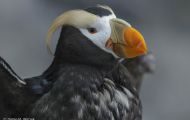 Tiere, Vögel - Regenpfeiferartige Vögel  Gelbschopflund_Fratercula cirrhata_Tufted Puffin 01.JPG