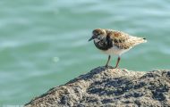 Tiere, Vögel - Regenpfeiferartige Vögel  Steinwälzer_Arenaria interpres_Ruddy Turnstone 02.JPG
