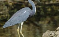 Tiere, Vögel - Ruderfüßer  Dreifarbenreiher_Egretta tricolor_Tricolored Heron 01.JPG