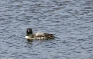 Tiere, Vögel - Seetaucher  Eistaucher_Gavia immer_Common Loon 04.JPG