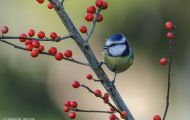 Tiere, Vögel - Sperlingsvögel  Blaumeise_Parus caeruleus_Blue Tit 03.JPG