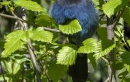 Tiere, Vögel - Sperlingsvögel  Diademhäher_Cyanocitta stelleri_Mountain Jay 03.JPG